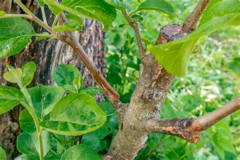 Tallo Cubierto De Cambium Injertado En Una Rama De Un Manzano La