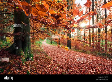 Autumn forest, nature park Augsburg Western Forests, Bavaria, Germany ...