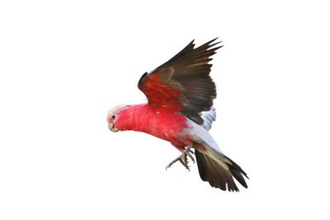 310+ Bird Galah Bird Parrot Flying Stock Photos, Pictures & Royalty ...