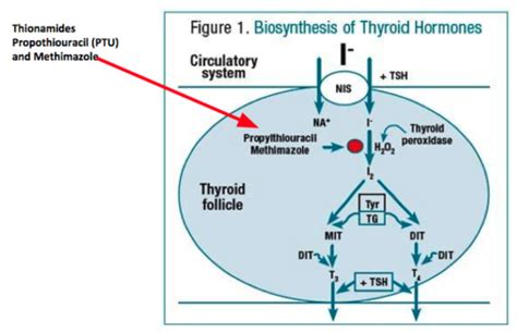 Thyroid And Antithyroid Drugs Flashcards Quizlet