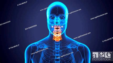 The Vertebral Column Also Known As The Backbone Or Spine Is Part Of