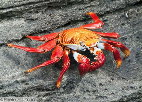 Sally Lightfoot Or Red Lava Crab Grapsus Grapsus At Puerto Egas On