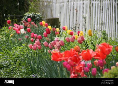 yellow, orange, and purple tulips in a garden Stock Photo - Alamy