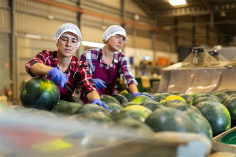 Women Hardworking In Agricultural Facility Sorting Watermelons At Conveyor Belt Line Photo