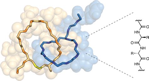 Dynamic Covalent Self Assembly Of Mechanically Interlocked Molecules