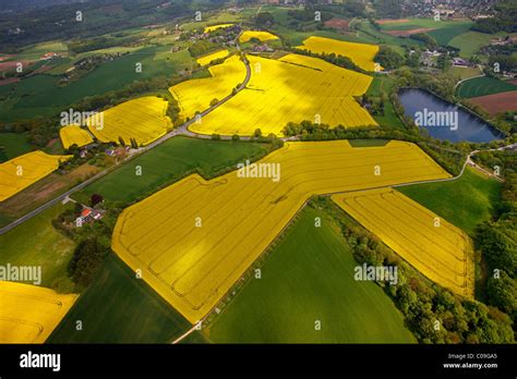 Aerial View Canola Fields Heiligenhaus Ruhrgebiet Region North