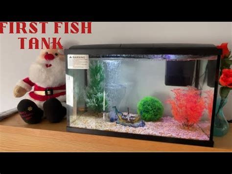 Setting Our First Fish Tank At Home YouTube