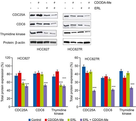 Western Blotting And Densitometric Analysis Of Investigated Proteins