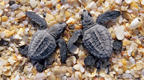 Baby Sea Turtle Wallpaper (55+ images)