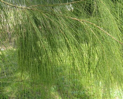 Allocasuarina Verticillata Drooping She Oak 50mm Tubestock