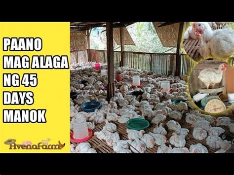 Paano Mag Alaga Ng Days Manok Broiler Chicken Youtube