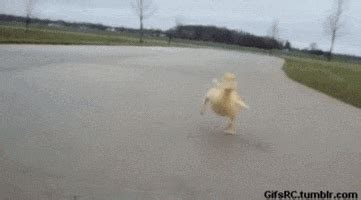 Angry Duck GIFs - Find & Share on GIPHY