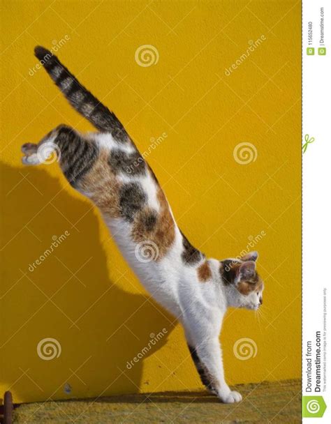 Cat Mid Air Jump Stock Photo Image Of Leap Patches 115652480 Cat