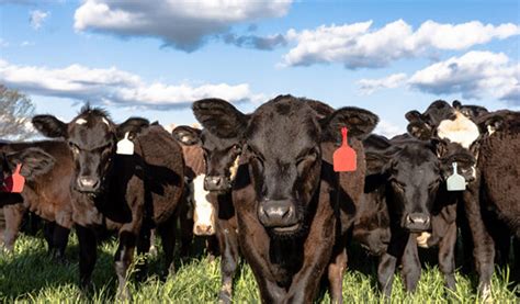 Nutritional Strategies For Starting Calves Progressive Cattle Ag Proud