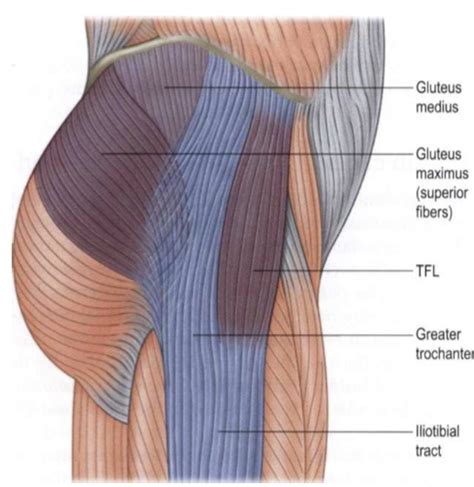 Tensor Fasciae Latae TFL Brookbush Institute Brentbrookbush