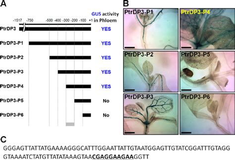 Ptrdp Promoter Deletion Analysis To Identify A Regulatory Region For