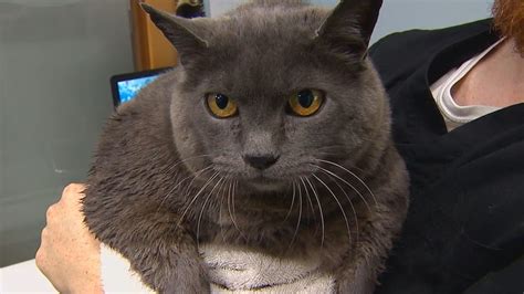 Viral Bellingham Cat Cinderblock Is On A Mission To Lose Weight