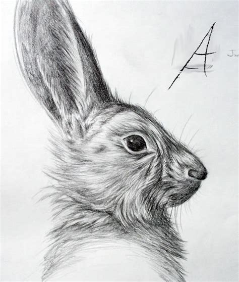 Realistic Rabbit Drawing at PaintingValley.com | Explore collection of ...