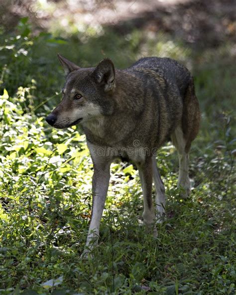 Wolf Red Wolf Animal Stock Photos Red Wolf Animal Profile View