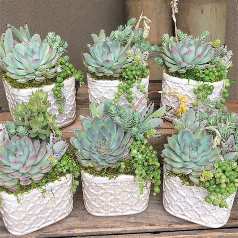 How To Plant Succulents Artofit