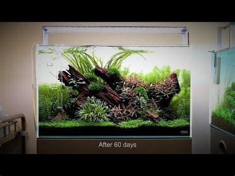 Nature Aquarium Aquascape Tutorial Step By Step Ada P At Aquarium