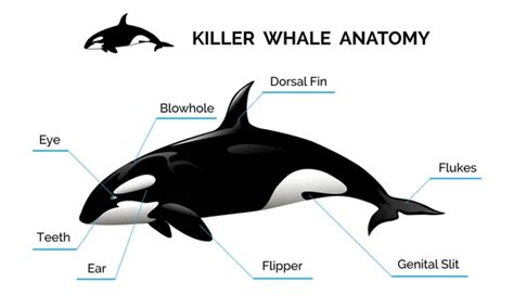 Orca Killer Whale Anatomy