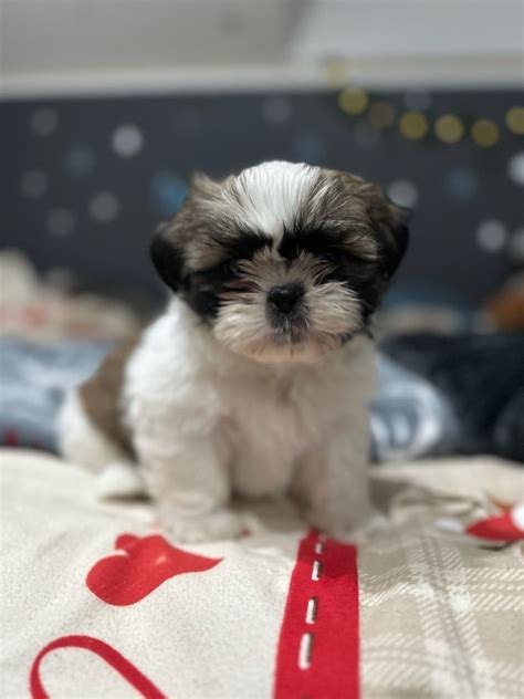 Shih Tzu Szczeniak Suczka Kartuzy Olx Pl