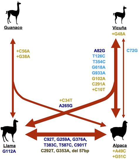 Frontiers Genetic Variation In Coat Colour Genes Mc R And Asip