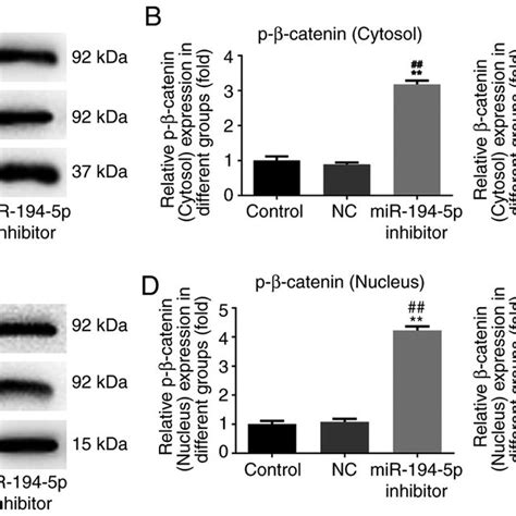 Knockdown Of Mir P Upregulates The Cytosolic And Nuclear Protein