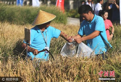 袁隆平“海水稻”测产 28亿亩盐碱地将能种庄稼