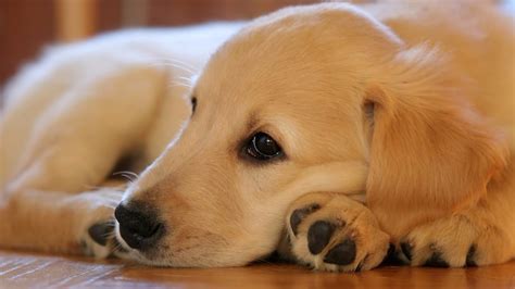 Signes Qui Montrent Que Votre Chien Est Stress