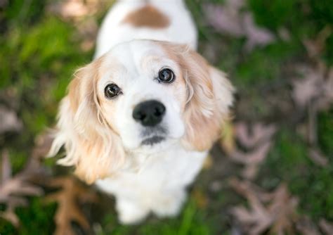 Canine Acanthomatous Ameloblastoma Caa