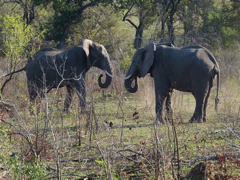 Afrika Selatan Gajah Binatang Yg Foto Gratis Di Pixabay Pixabay