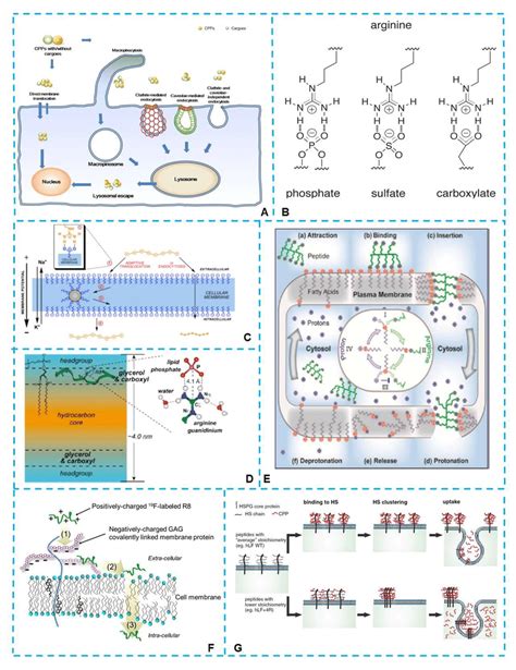 A Different Cellular Entry Routes For Either Cell Penetrating