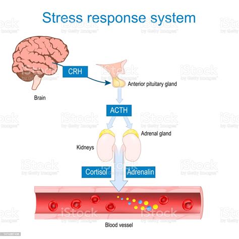 Stress Hormones Cortisol And Adrenaline Fightorflight Response Stock