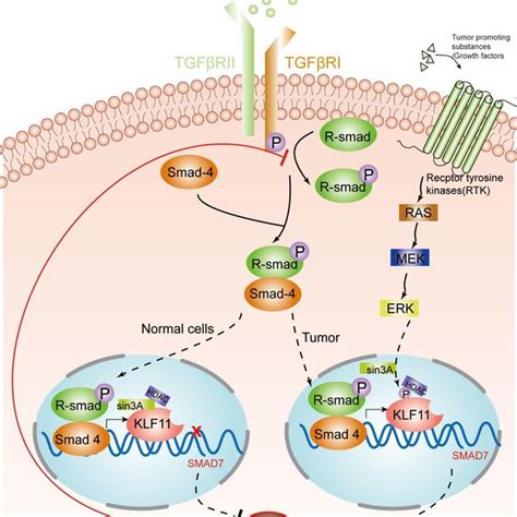 KLF11 mediated modulation of the TGF β signaling pathway in normal