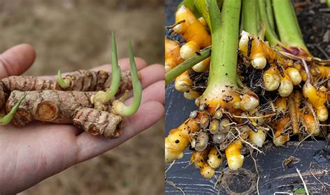 C Mo Cultivar C Rcuma En Macetas En Cualquier Zona Jardineriasabia