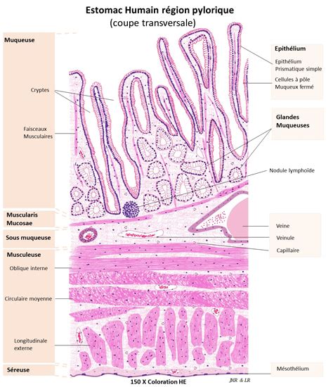 Histologie Et Pathologie Des Organes