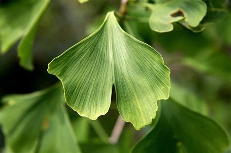 Kostenlose Ginkgo Biloba Und Ginkgo Bilder Pixabay