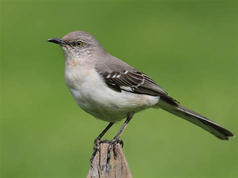 Where Do Northern Mockingbirds Live Habitat Birdfact