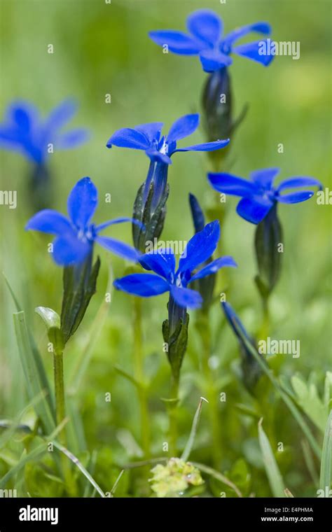 Bavarian Gentian Hi Res Stock Photography And Images Alamy