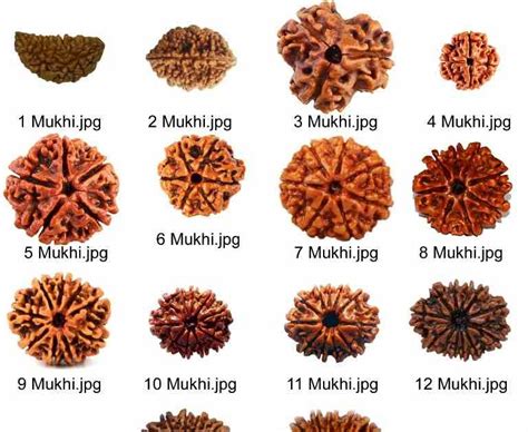 7 Mukhi Rudraksha Benefits Alixlaautentica