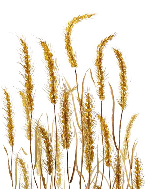 How To Draw A Wheat Field at How To Draw