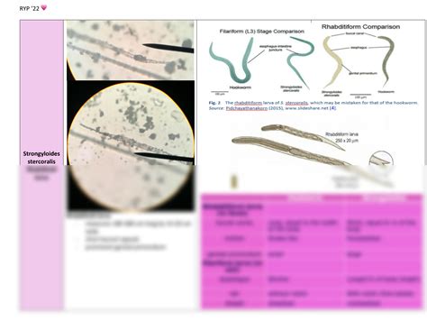 SOLUTION Parasitology Intestinal Fludes Nematodes And Cestodes Studypool