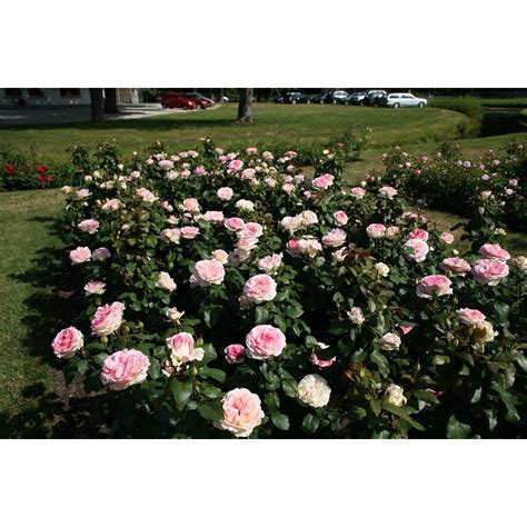 Kordes Edelrose Sovenir de Baden Baden Creme Rosa Höhe ca 50 60 cm