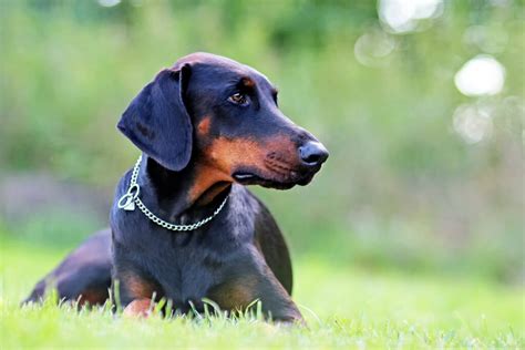 Doberman With Uncropped Ears The Truth About Ear Cropping