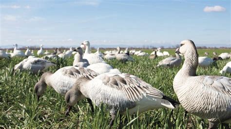 Choose The Right Turkey Decoys For Different Hunting Situations