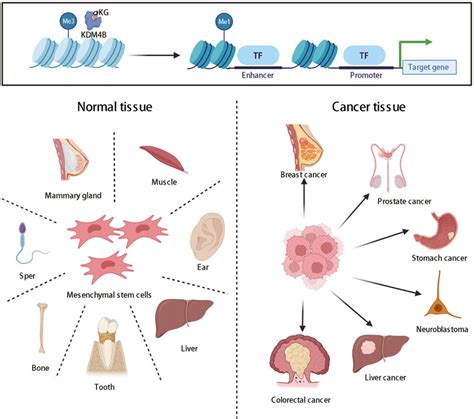 Frontiers The Diverse Roles Of Histone Demethylase Kdm4b In Normal