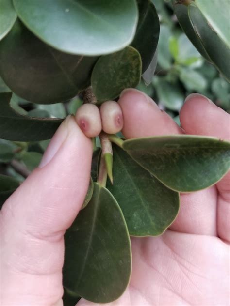 These Berries Look Like Boobs Rmildlyinteresting