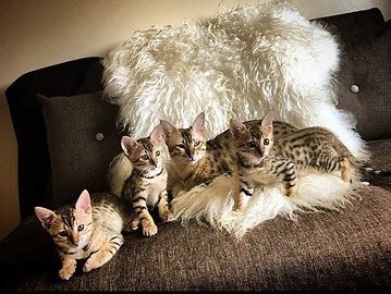 Egyptian Mau Breeders